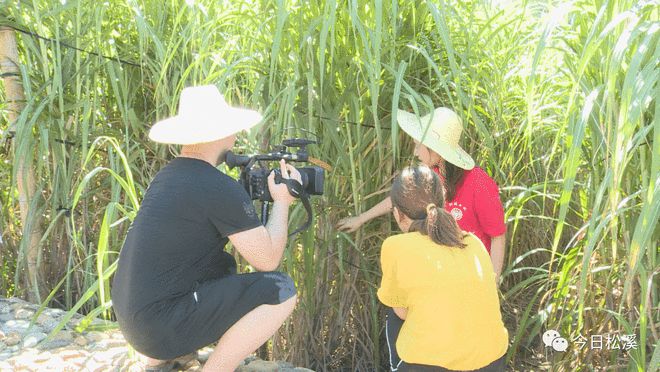 福建教育电视台《乡约科普》栏目组走进松溪，捕捉科技兴农新画卷